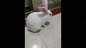 兔子造成人死亡案例视频,兔子引发的人命案震惊社会